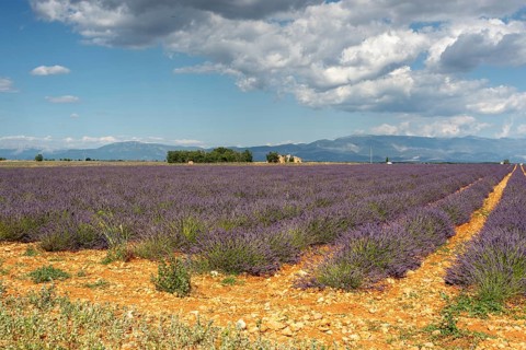 Flowering lavender field (Lavandula angustifolia), Plateau de Valensole, Département