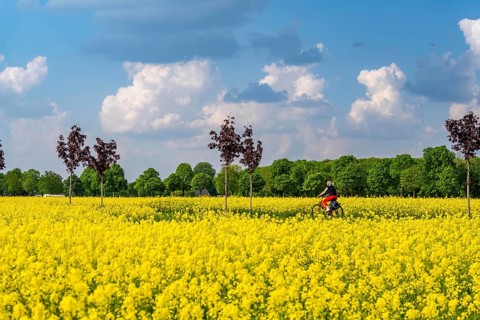 The avenue cycle path between Xanten and Marienbaum, Kalkar, on the Lower Rhine, former railway