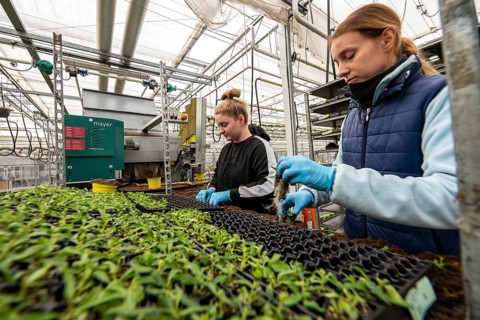 Horticultural business, greenhouse, young plants are potted, the potting soil is filled into the