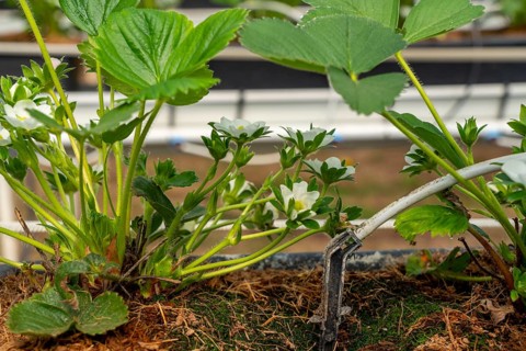 Strawberry cultivation in a greenhouse, young strawberry plants grow up, are individually watered