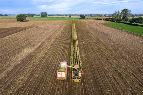 Maize harvest, combine harvester, chopper works its way through a maize field, the silage is pumped