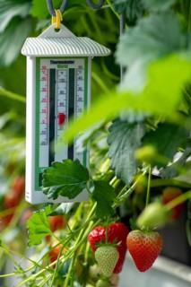 Strawberry cultivation in a greenhouse, young strawberry plants are growing, at different stages of