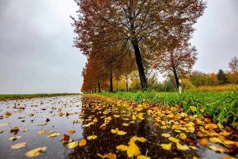 Country road, autumn, fog, rainy weather, tree avenue, wet road, leaves