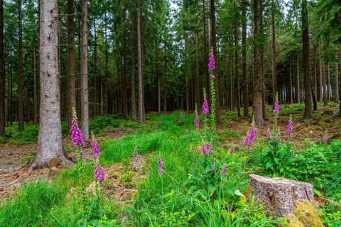 Struffelt nature reserve, forest near Roetgen-Rott, Common foxglove, Eifel, North Rhine-Westphalia,
