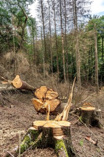 Forest dieback in Arnsberg Forest, northern Sauerland, dead spruce trees, partly cleared forest,