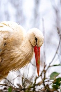 White storks, in the stork care centre Wesermarsch, near Berne, on the river Berne, up to 50 pairs