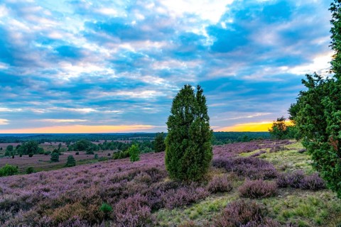 Heather blossom of the broom heather, in the Lüneburg Heath nature reserve, near Wilseder Berg,