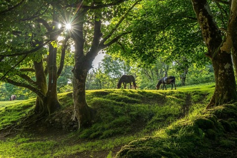 Horses in a clearing in the forest, Dartmoor, Devon, England, Great Britain