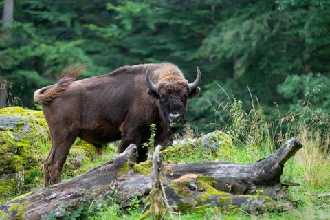 Wisent (Bison bonasus) bull in near-natural habitat, eats grass, captive, Germany, Europe