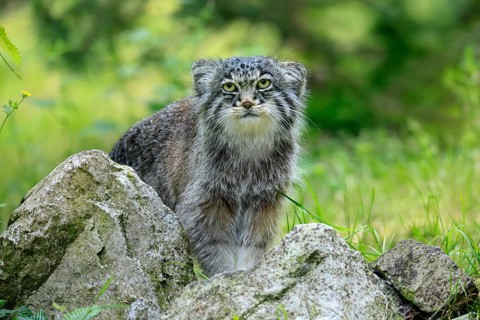 Manul (Otocolobus manul), Pallas's cat, adult, alert