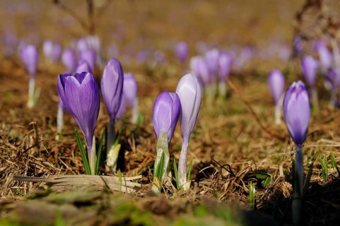 Purple crocuses on natural ground in a spring landscape, lily of the valley (Convallaria majalis),
