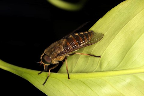 Tabanus sudeticus, Horsefly, Dark Giant Horse-fly