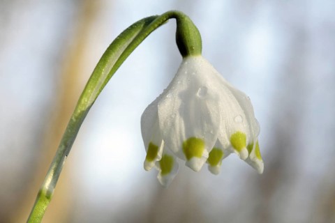 Spring Snowflake, Leucojum vernum, Spring Snowflake