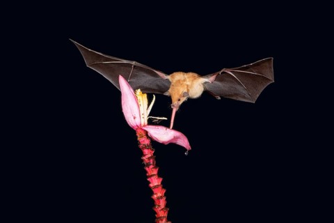 Orange nectar bat (Lonchophylla robusta) hovering and drinking the nectar from a wild red banana
