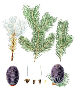 Pindrow fir, Abies pindrow, Pinus pindrow, Tooth-leaved fir, pindrow fir, West Himalayan fir, tree,