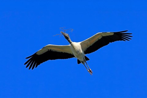 Wood stork (Mycteria americana), adult, flying, nesting material, St. Augustine, Florida, USA,