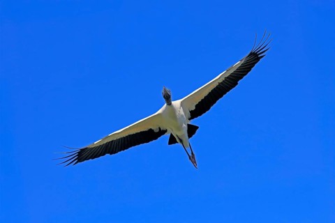 Wood stork (Mycteria americana), adult, flying, St. Augustine, Florida, USA, North America