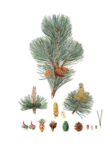 Creeping Pine, Dwarf Pine, Knee Pine, Cripple Pine, Pinus pumilio, The mugho, or Mountain pine,
