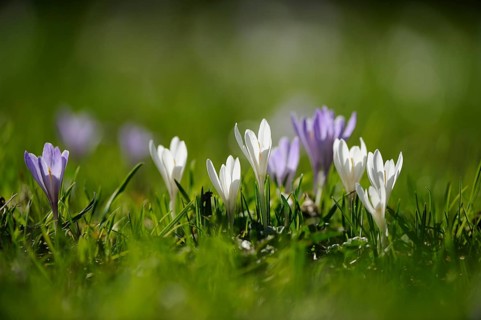 Purple and white crocuses with blurred background in the grass, lily of the valley (Convallaria