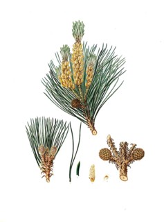 Pinus pinea, Italian stone pine, Mediterranean stone pine, umbrella pine and parasol pine, tree,