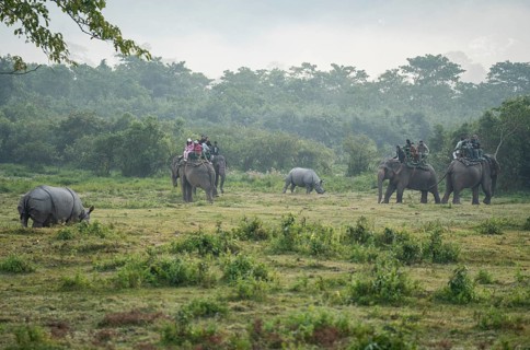 Tourists looks one horned rhinocero as they ride elephants during a safari at Kaziranga National