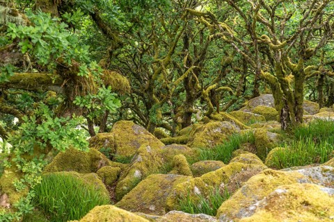 Wistmans Wood, Dartmoor, Devon, England, Great Britain