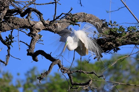 Great Egret (Ardea alba), adult, mating, breeding plumage, decorative feathers, in perch, St.