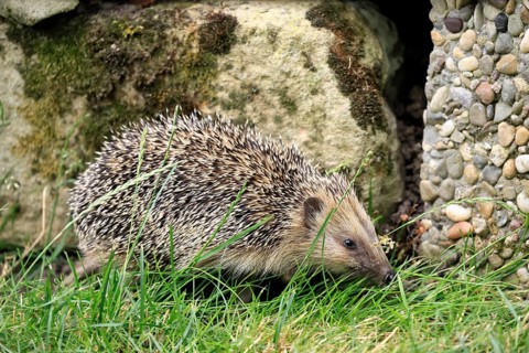 Brown-breasted hedgehog (Erinaceus europaeus), adult, during the day, foraging, meadow, Ellerstadt,