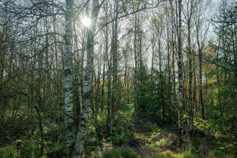 Bog birch forest, bog birch (Betula pubescens) backlit with sun star, Schwarzes Moor, near