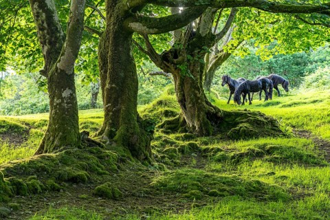 Horses in a clearing in the forest, Dartmoor, Devon, England, Great Britain