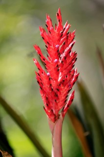 Lance bromeliad (Aechmea distichantha), flower, flowering, Brazil, South America