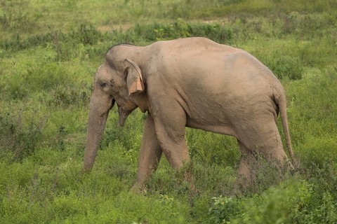 Indian elephants (Elephas maximus indicus), Khiri Khan, Hua Hin, Kui Buri National Park, Thailand,