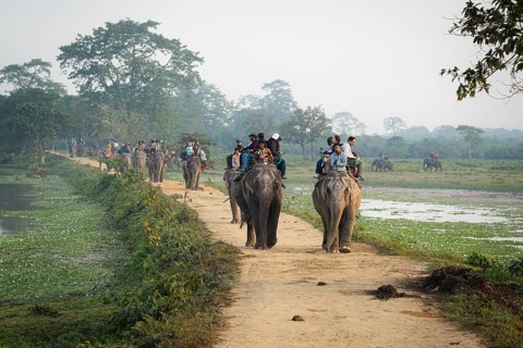 Tourists ride elephants during a safari at Kaziranga National Park on December 5, 2024 in