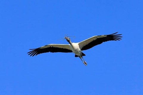 Wood stork (Mycteria americana), adult, flying, nesting material, St. Augustine, Florida, USA,