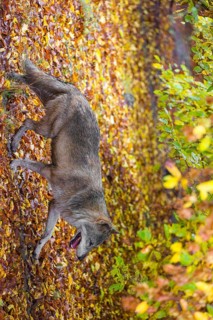 A eurasian gray wolf (Canis lupus lupus) runs along a forest edge. Colorful fall foliage is all