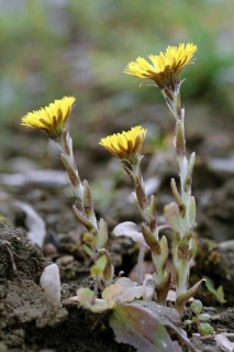 Coltsfoot, Tussilago farfara, Horsefoot