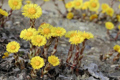 Coltsfoot, Tussilago farfara, Horsefoot