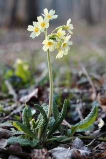 Cowslip, Primula elatior