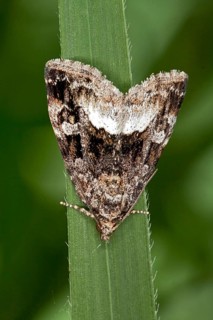 Protodeltote pygarga, Forest Grass Moth Owl