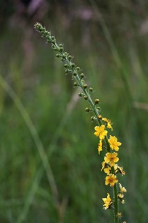 Agrimonia eupatoria, Lesser agrimony, Common agrimony