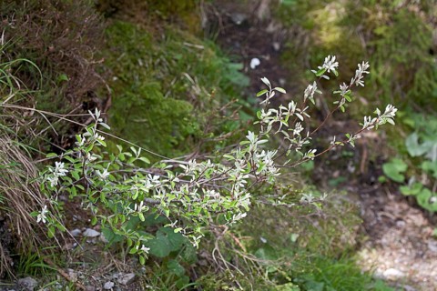 Amelanchier ovalis, Rock Pear, Snowy Mespilus