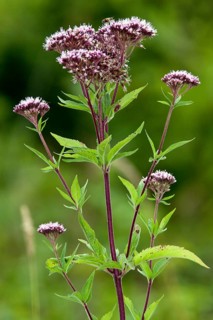 Water agrimony, Eupatorium cannabinum, Hemp Agrimony