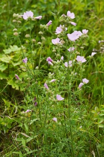 Rose mallow, Malva alcea, Greater Musk-mallow