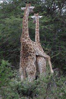 Giraffe, Mating, Copulation