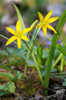 Forest yellow star, Gagea lutea