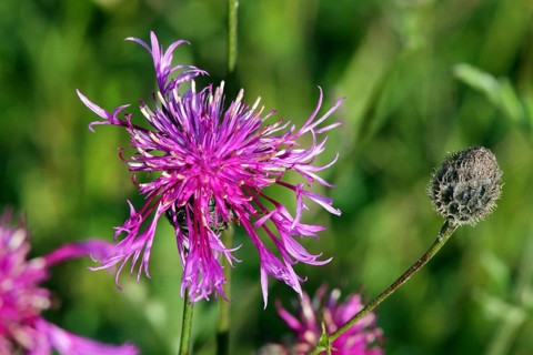 Centaurea scabiosa ssp. alpestris, Scabiosa knapweed