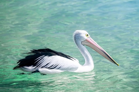 An image of a nice pelican in the australian sea
