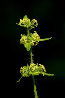 Cruciata laevipes, crosswort, crosswort