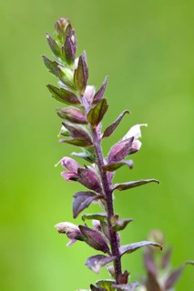 Odontites vulgaris, Red Bartsia, Red Bartsia