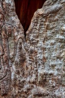 Bark structures, Primeval forest Urwald Sababurg, Weser Uplands, Weserbergland, Hesse, Germany,